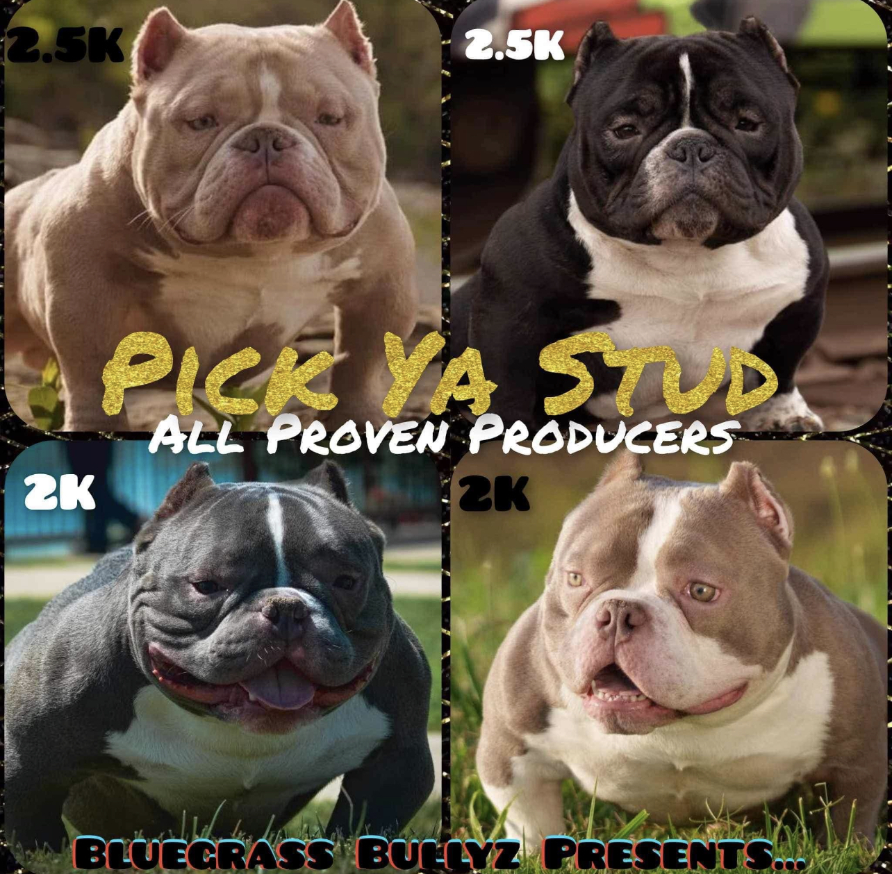 PURE BREED PUPPIES GET YOURS TODAY